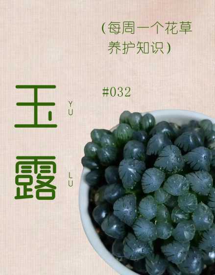 玉露怎么才能养得饱满 玉露寿怎么养才能饱满通透