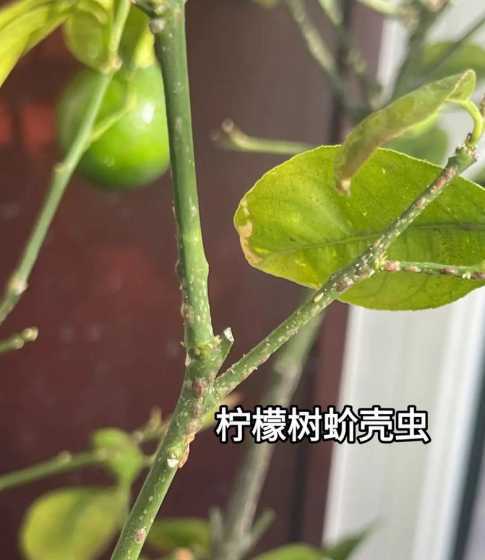 花草上生介壳虫如何根治 家里如何驱虫,家里如何驱虫