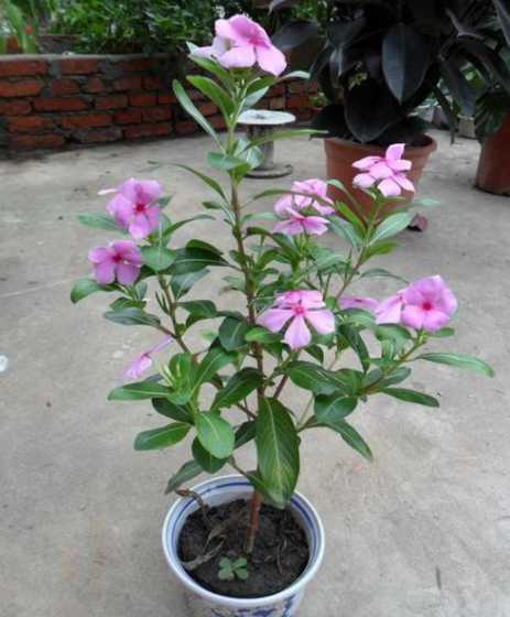 天天开花为什么会落蕾 栀子花黄叶落蕾的原因