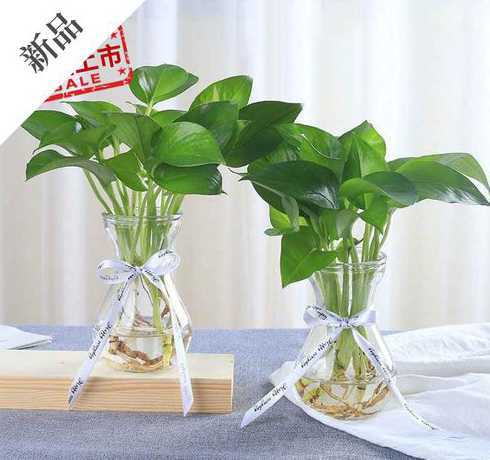 水养花放点什么叶子绿 水养花用什么做肥料