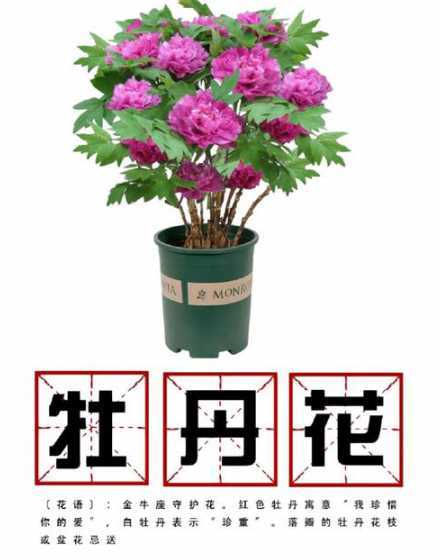 怎么判断牡丹应该浇水 牡丹花的浇水时间和正确方法