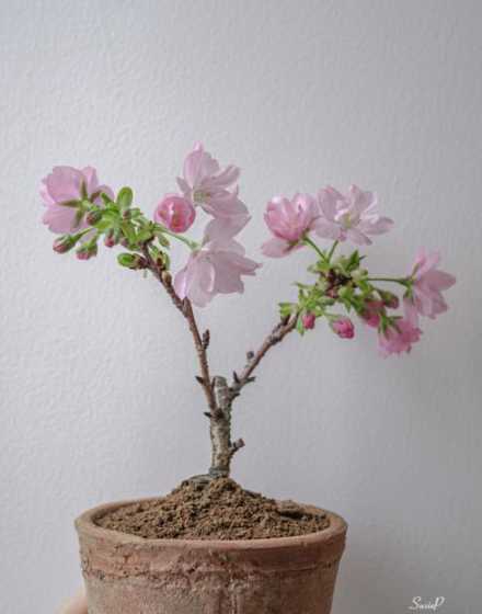 盆栽樱花需要什么土壤 樱花的盆栽技术