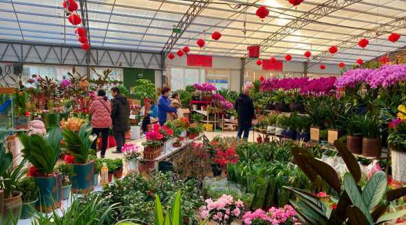 花卉市场的花卉哪里进货 开花店在哪里进货