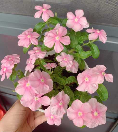 长春花越开越淡为什么 长春花花语是什么淡雅中深藏一股坚贞