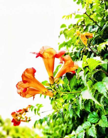 凌霄花适合在哪里生长 凌霄花的养殖方法 凌霄花生长需要什么条件