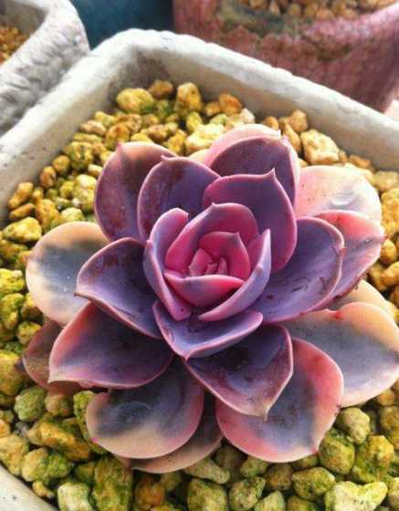 紫珍珠的花是怎么样的 多肉植物紫珍珠花语