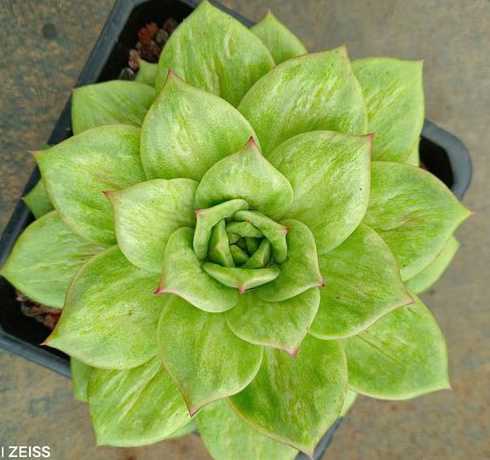 东云系多肉植物怎么养 28种东云系多肉植物介绍(必买好养的东云系多肉品种)