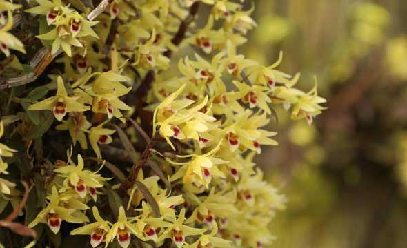 什么品种石斛8月开花 石斛什么时候开花