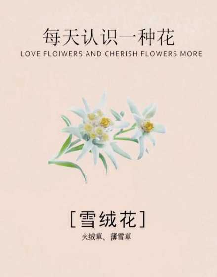 雪绒花跟什么花比较像 雪绒花花语是什么雪绒花传说是什么