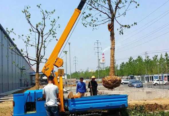 什么季节适合移栽树苗 果树什么季节迁移最合适