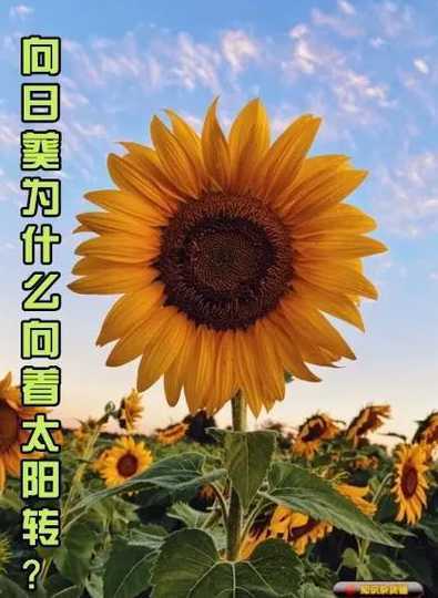 葵花为什么总向着太阳 向日葵为什么总是向着太阳