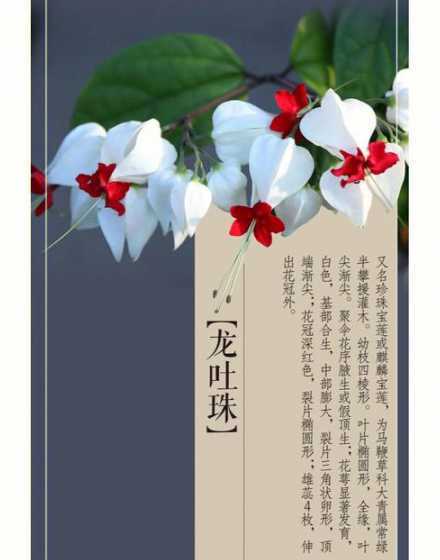 龙吐珠为什么会掉花苞 龙吐珠掉花怎么回事,龙吐珠掉花苞是什么原因