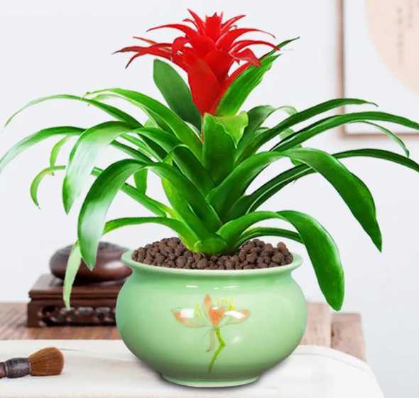 鸿运当头盆栽怎么浇水 鸿运当头花怎么养浇水