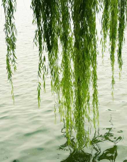 十几年柳树多少钱一棵 关于柳树的好句