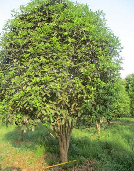 香樟树和桂花树哪个好 种香樟树和桂花树那个好