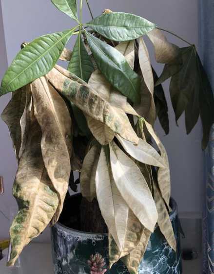 发财树为什么老掉树叶 为什么发财树的叶子老是干枯