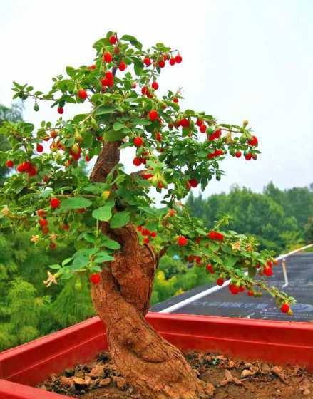 枸杞盆栽多久长出枸杞 枸杞种多久才会开花