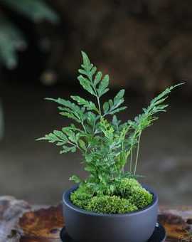 好似剑叶类植物怎么养 家里有一些小盆栽怎么养好呢