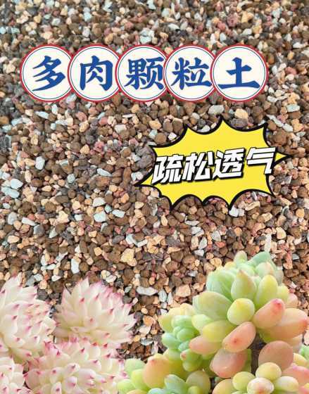 多肉种子适合什么土 多肉种子用什么土
