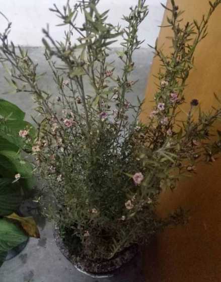 松红梅干枯了怎么补救 松雪梅叶子枯萎怎么补救