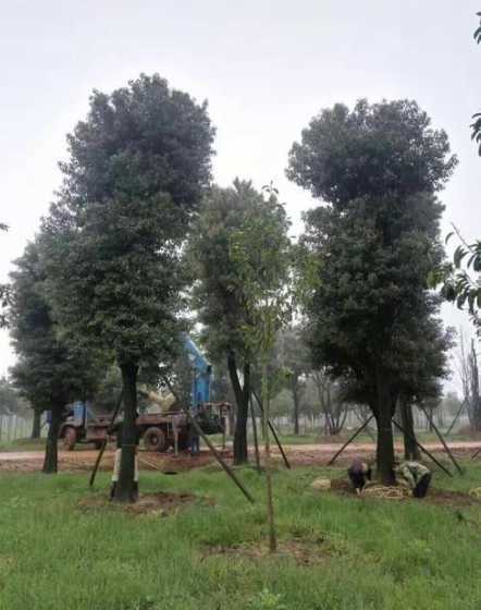 移栽香樟树有什么要求 香樟树要怎么移栽