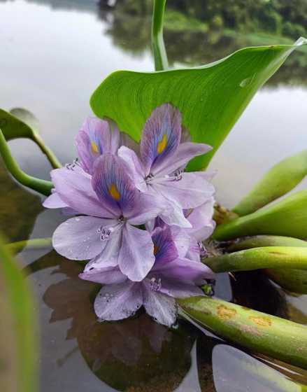 水芙蓉为什么沉在水里 水芙蓉能净化水质吗