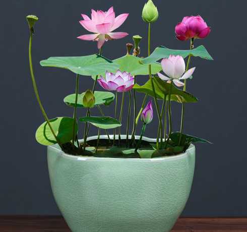 小型瓷缸能养什么植物 鱼缸可以养什么花