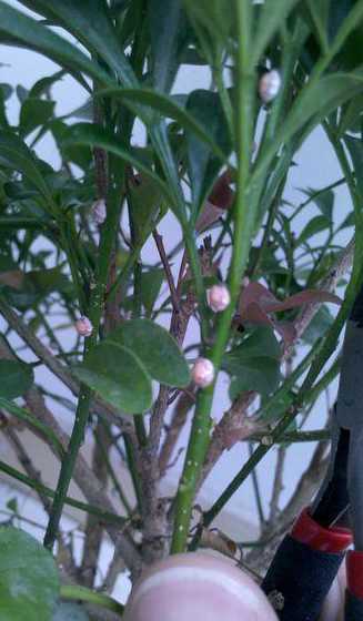 米兰花有虫子了怎么办 家里米兰花花土中有像蜈蚣一样的虫子怎么办