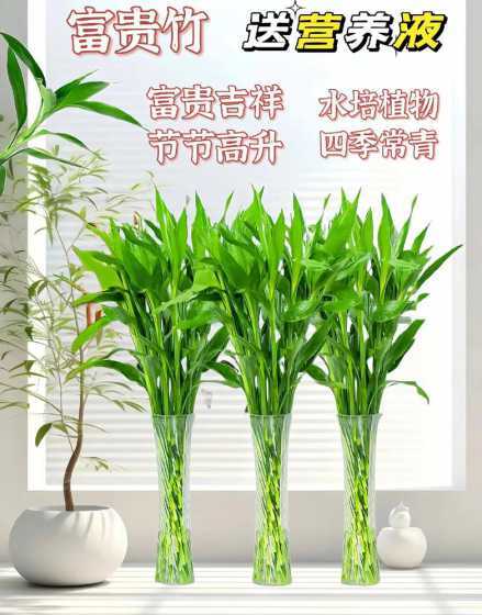 富贵竹为什么有茉莉味 富贵竹写作文二百字