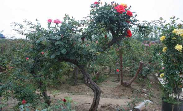 树状月季树干要养多久 树状月季树干掉皮需要缠什么