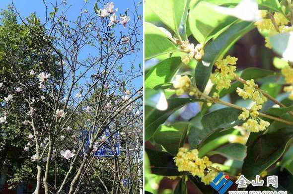 桂花香和玉兰花哪个香 桂花作文400字