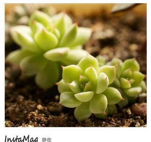 静夜叶插需要注意什么 白牡丹种植方法是什么