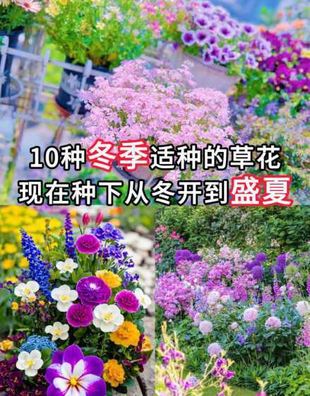 花草名称特点冬天的变化 冬天的花草是怎样的