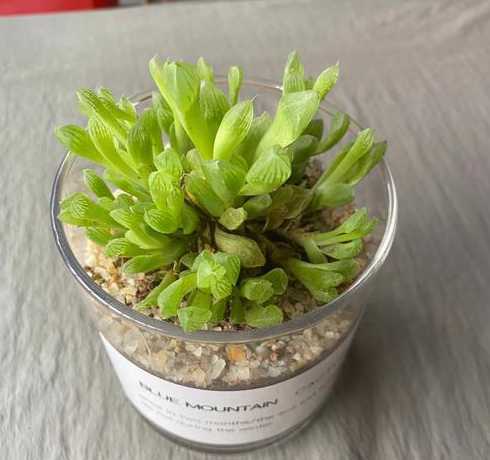 玉露浇水多烂了怎么救 多肉植物 玉露的叶子烂了怎么办