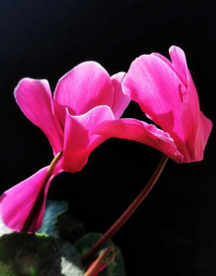 仙客来是什么时候开花 仙客来什么时候开花,一般几点钟开放