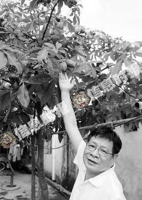 发财树砍头用什么工具 发财树多粗才砍头,长到15cm宽度的时候就要进行