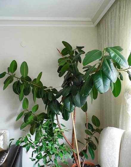 冬天家里适合种什么树 冬天适合种什么树