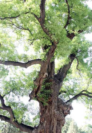 山西最适合种植什么树 山西适合种什么树