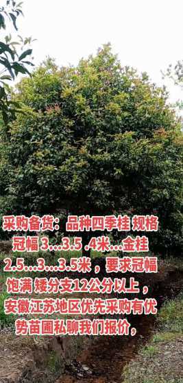 四季桂2米冠幅多少钱 四季桂价格多少钱一棵四季桂种植方法有哪些