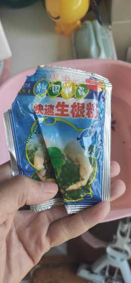 生根粉泡完后用晾多久 兰花用生根粉泡了后要晾干才能种吗