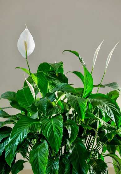 白鹤芋配什么颜色花盆 卧室里放什么花草最好