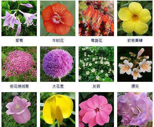 夏季有什么花开的名字 夏天开的花有哪些名字