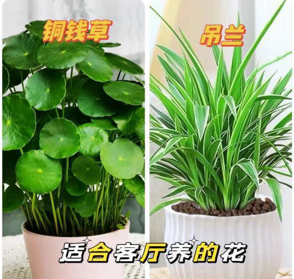 怎么养鸿运当头怎么养 鸿运当头的养殖方法和注意事项怎么浇水