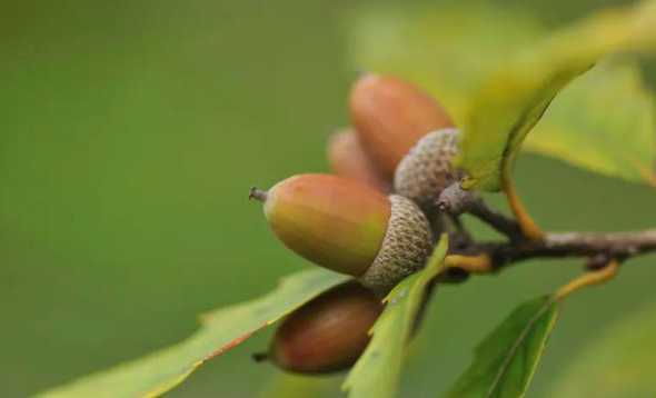 橡树的汁液有什么好处 橡胶枕头好吗常睡有什么好处