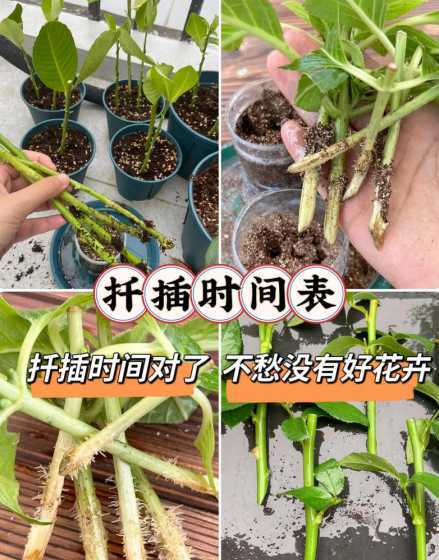 什么时候适合扦插兰花 兰花怎样扦插