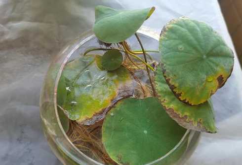 莲花叶子发黄怎么回事 一叶莲叶子发黄怎么回事