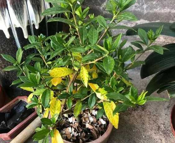 盆栽叶片为什么会变黄 盆栽花卉为什么叶片易发黄