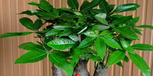 发财树是怎么样生长的 发财树的生长过程描写作文