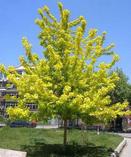 金叶复叶槭大树哪里有 金叶复叶槭这个品种好种吗种植后需要进行什么管理