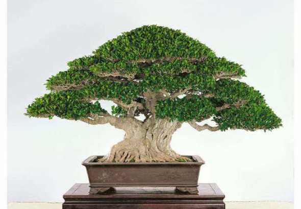 榕树什么情况需要换盆 榕树榕树什么时候换盆怎么换盆有什么注意事项